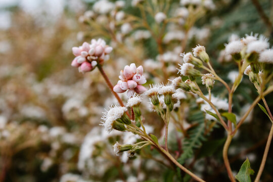Mist flowers Pinkhead Smartweed (Persicaria capitata) Buds and Crofton Weed (Ageratina adenophora) Wildflowers in Bloom on a Mountain