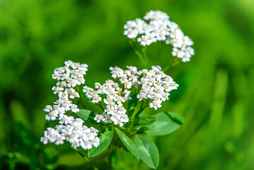 Yarrow flowers on a green natural background
