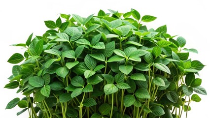 Green soybean bush isolated on white background Soy bean plant