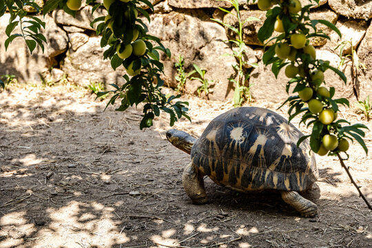 Radiated tortoise Astrochelys radiata under fruit tree 