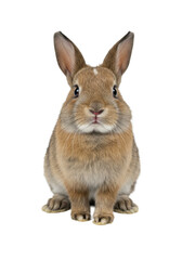 Fototapeta premium Fluffy brown and white rabbit, immaculately groomed, curious eyes, paw raised, on a bright, transparent studio background with soft diffused light, concept of purity and innocence