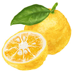 冬が旬！リアルなタッチの柚子2個のイラスト