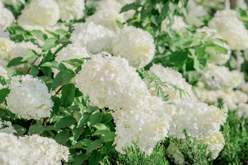 Blooming bushes of white hydrangea