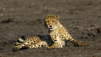 cheetah in the savannah