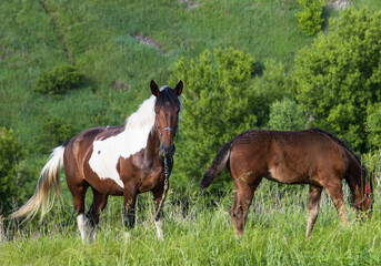 Obraz premium horses graze on green grass.