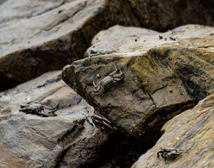 A group of crabs are on a rock