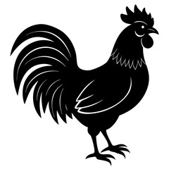 rooster isolated on white background