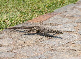 A lizard is walking on a stone path