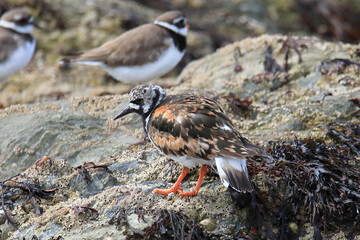 Wild ruddy turnstones from the atlantic coast of France (St Gilles Croix de Vie)