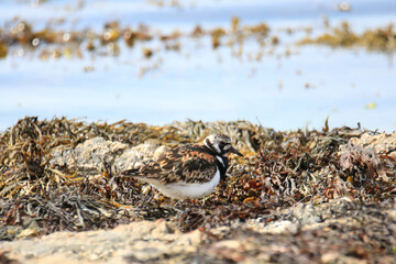 Wild ruddy turnstones from the atlantic coast of France (St Gilles Croix de Vie)