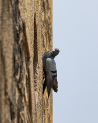 A pigeon is perched on a wall, looking out the window