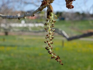 Jeronimus Plains Cottonwood Catkin Blooming in April, Colorado