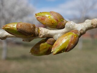 Close-up of Jeronimus Plains Cottonwood Buds in Early Spring, Colorado