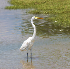 A white bird with a long neck is standing in the water