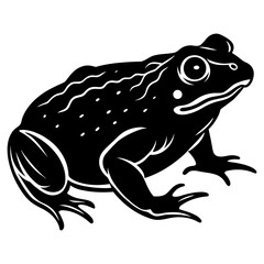 frog on white background