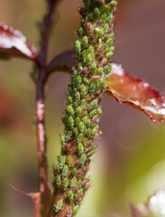 A plant is covered in green bugs