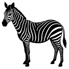 zebra isolated on white
