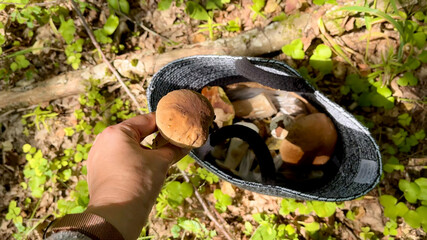 Woman's hand holding a freshly picked porcini. basket full of wild mushrooms on the background; sustainable wild food gathering.