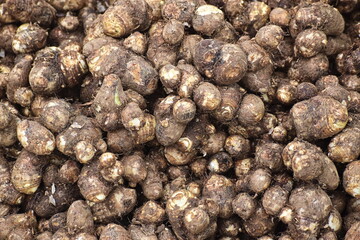 Fresh colocasia roots in the market.