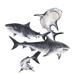 Hand painted monochrome illustration of a tiger shark group underwater. Ideal for marine biology visuals, diving posters, scuba tours and ocean designs.