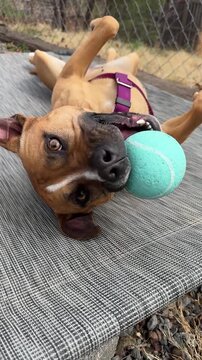 Vertical vide. Watch these joyful dogs at the shelter as they engage in playful activities, eagerly awaiting adoption and a loving family to call their own.