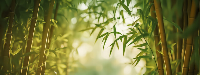 Lush green bamboo forest with soft sunlight filtering through leaves