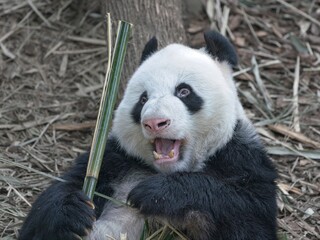giant panda eating bamboo