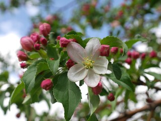 Molten Lava Crabapple Blossoms in Spring, Colorado