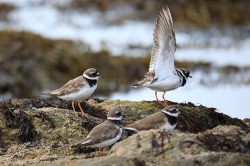 Common ringed plovers at the low tide at the atlantic coast of France