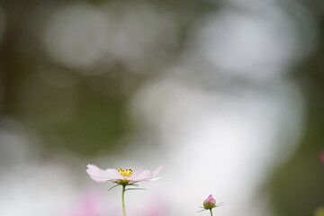 ピンクの縁取りの白いコスモス(2)