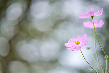ピンク色のコスモスのアップ(7)
