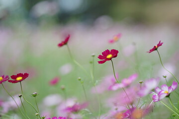 コスモス畑で咲く赤いコスモス(1)