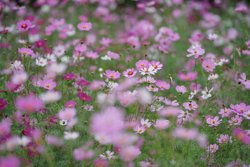 コスモス畑で咲くコスモス