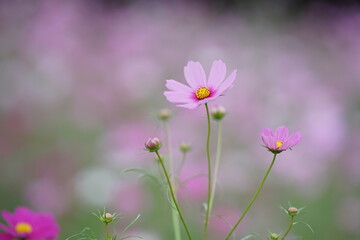 ピンク色のコスモスのアップ(2)