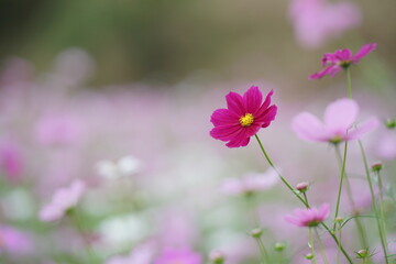 濃いピンク色のコスモス(1)