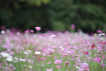 コスモス畑で咲くコスモス(2)