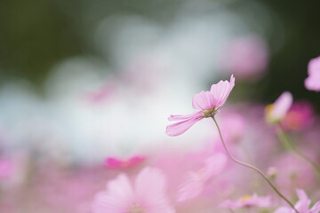 ピンク色のコスモスのアップ(4)