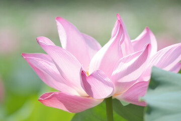 淡いピンク色の花びらが美しく開く蓮の花のクローズアップ