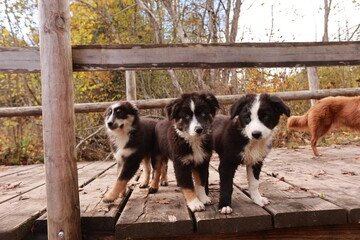 Three puppies are standing on a wooden bridge