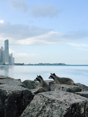 Two Raccoons Relaxing by the Sea in Panama City © Hernan