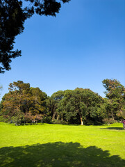 Serene Green Landscape under Clear Blue Sky Perfect for Relaxation and Reflection