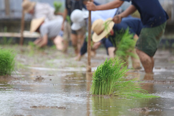 田植えをする様子