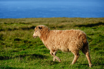 Fototapeta premium Beautiful Faroese sheep grazing on lush meadows by the scenic coastline of the Faroe Islands