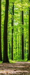Fototapeta premium Lush Green Forest with Tall Trees and Sunlight Filtering Through