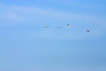 Group of little egrets flying in a clear blue sky.