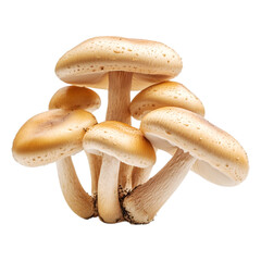 Champion Mushrooms PNG with No Background.