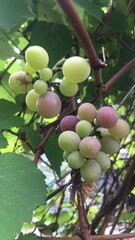 detailed vertical shot of grapes ripening on the vine. The berries show the natural process of veraison, with colors ranging from vibrant green to soft purple. against background lush green leaves.