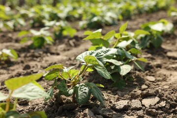 Soy plants with green leaves growing in field, closeup