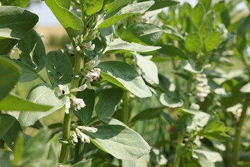 Bean plants with green leaves and flowers growing in field, closeup