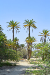 Fototapeta premium Beautiful view of dates palm trees blue sky nature summer landscape fruit farming balochistan city Turbat